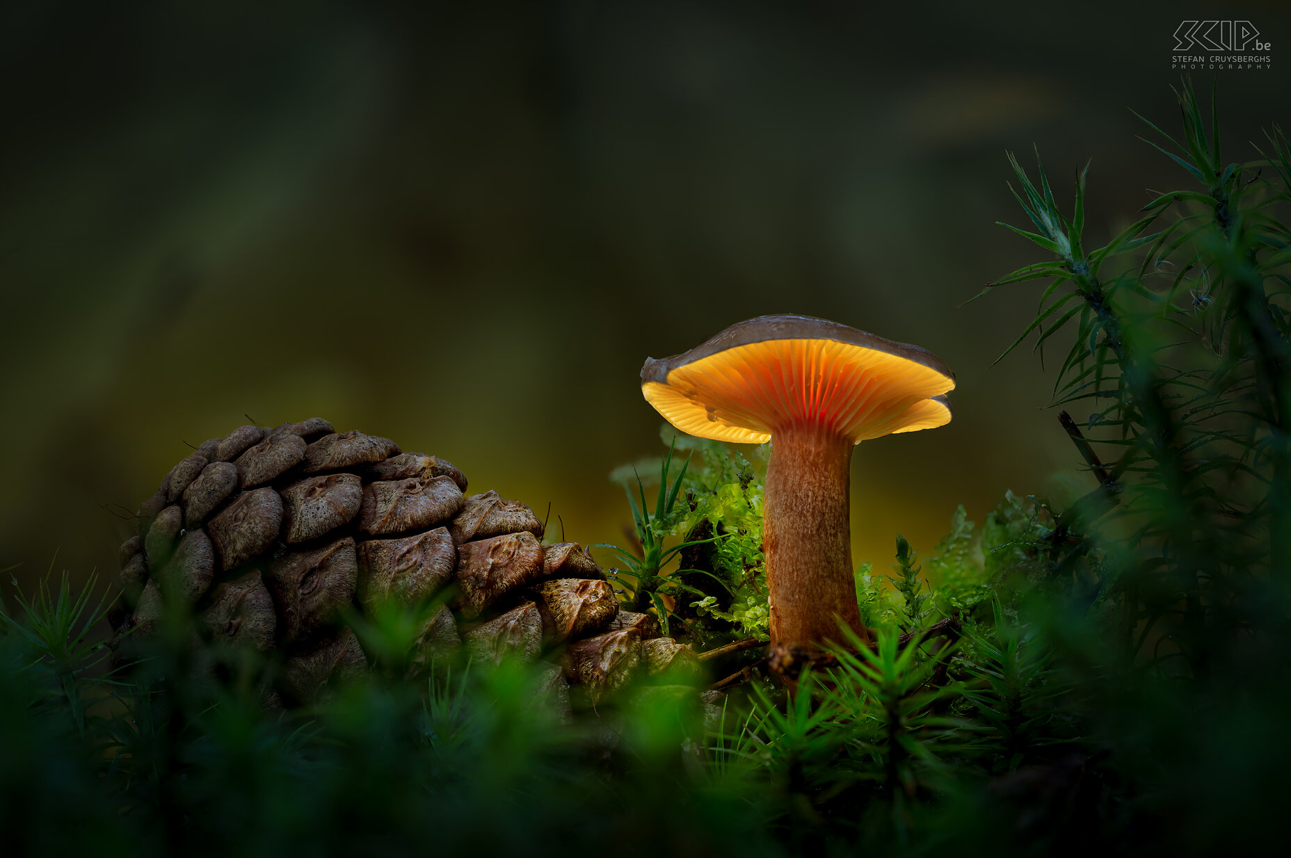 Gloeiende paddenstoelen Als ik 's avonds op pad ging in de bossen van Averbode ontdekte ik enkele mooie gloeiende paddenstoelen; een vernuftig trucje van moeder natuur, kaboutertjes die hun licht laten branden of gewoon een creatieve fotograaf, … ;-) Stefan Cruysberghs